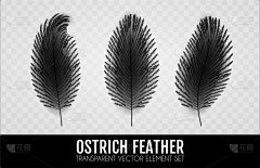 分离着色,高雅,羽毛,鸵鸟,白色,轻的,华丽的,自然,写实,布置