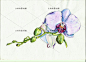水彩蜂鸟玫瑰花花苞果实荷花百合花人物画像彩带矢量设计素材AI50-淘宝网
