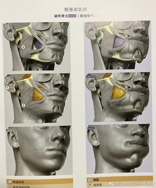 贵哥的书@绘画乞讨人贵哥 以前就纳闷肌肉头的石膏，颧肌明明是瘪进去的条状肉，可是脸笑起来明明是球状的啊，还有笑肌咬肌之间明明是个凹槽，可是人脸 ...