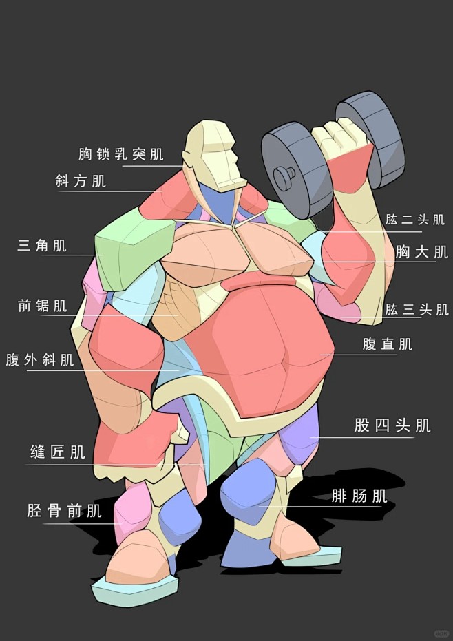 大胖子人体肌肉结构_1_垫底木头_来自小...