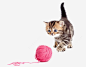 玩线团的小花猫免抠png素材_新图网ixintu.com