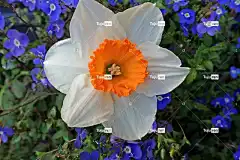水仙花 白色的 美丽的花朵 花 花壁纸 春天 花卉背景 电灯泡