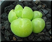 藻玲玉属（Gibbaeum ），23种。...