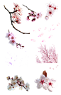 Flor de cerezo PNG by nayareth