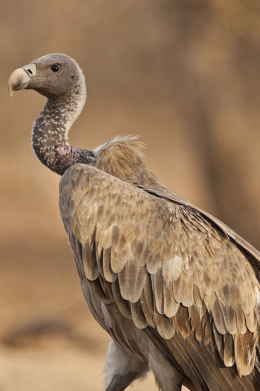 鹰形目鹰科兀鹫属长喙兀鹫
