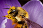 Photograph Bumble Bee on Crocus by Enlightened Bugs on 500px