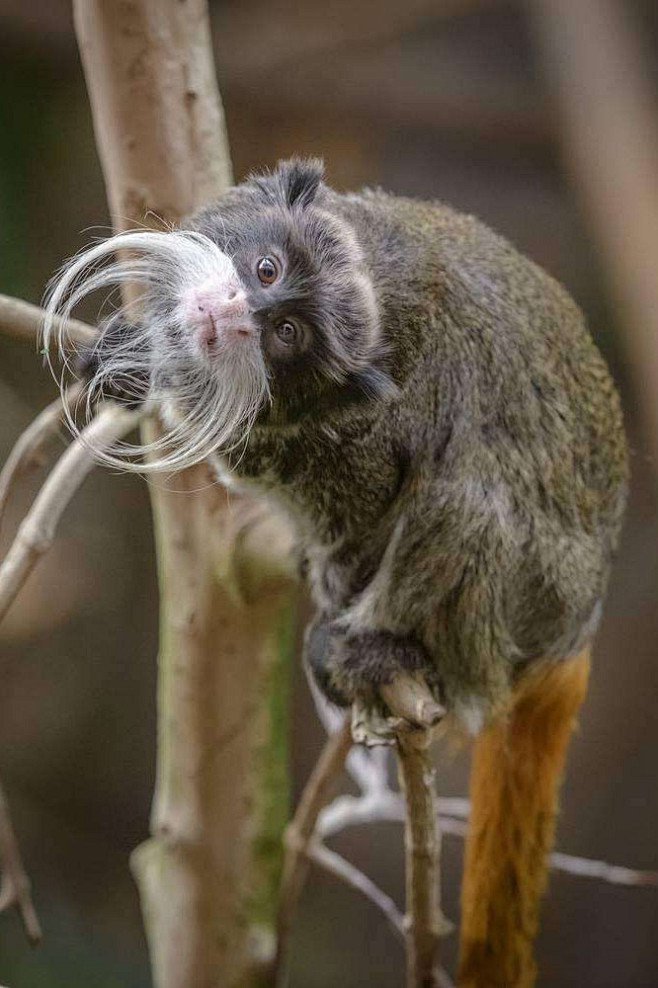 灵长目狨科狨属帝王狨