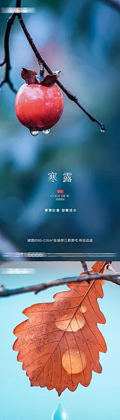 寒露节气海报-源文件