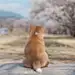 葉賀音乃蓮錦柔實