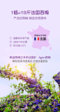 妈妈花园西梅汁排便 浓缩西梅益生元纤维饮料 孕妇老人便秘可用-淘宝网