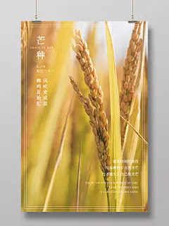 二十四节气之芒种实拍麦穗麦田海报