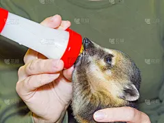 南美长鼻浣熊(Nasua Nasua)宝宝