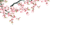 桃花PNG