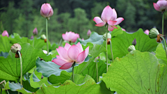 🌸卡农采集到一花一世界