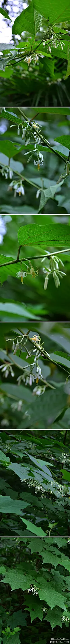 八角枫属 八角枫（Alangium chinense）别名华瓜木、白龙须、木八角、橙木。落叶小乔木或灌木，高4-5m。叶纸质互生，近圆形或椭圆形，顶锐尖或钝尖，基部两侧常不对称，阔楔形、截形稀近心脏形。聚伞花序腋生被柔毛；花冠圆筒形，花瓣6-8线形，初白色后变黄；核果卵圆形，花期5-7月。 
