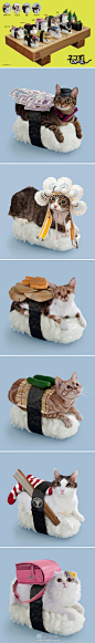 日本一家公司推出的一系列主题照片“躺在寿司上的猫”，这家公司据说是专门研究猫和宇宙之间神秘联系的。
