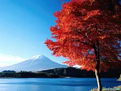 唯美山花烂漫花丛写真壁纸桌面壁纸1