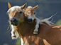 Ponies are so playful and adorable, and can even manage to look a little funny while munching on  a mouthful of grass at the same time.