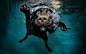 water nature dogs underwater funny animals Funny Games  / 1920x1200 Wallpaper