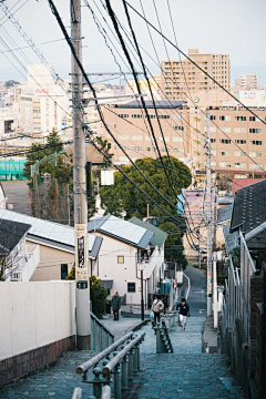 松醪苦醁采集到背景