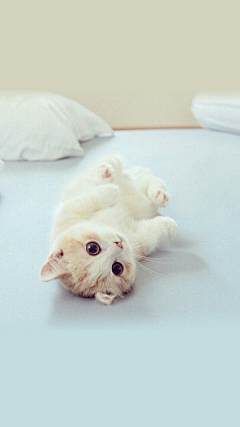 三十而立0327采集到猫咪