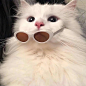 #萌宠情侣头像#
- 没有人能拒绝猫猫情头。
来源:@Elii-微博