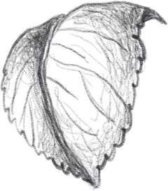 手绘铅笔素描玫瑰花卉免抠透明背景PNG装饰图案 手账设计PS素材 (11)