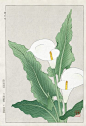 Japanese Woodblock Botanicals Shodo Kawarazaki 1939-1970's: 