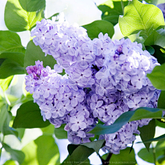 紫色三叶梅采集到花儿朵朵