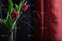 美丽的郁金香花红色玻璃花瓶上的黑色背景。情人节或母亲节贺卡。文本复制空间