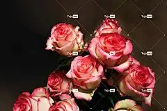 玫瑰 花朵 玫瑰绽放 花瓣 花壁纸 玫瑰花瓣 盛开 开花