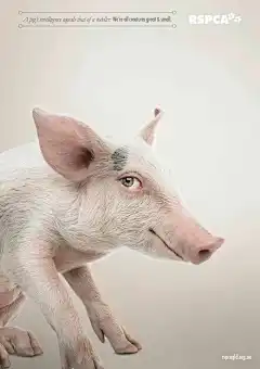 #【蜂讯网】免费观看、下载、高清大图【无水印】最新海报##海报设计# #创意海报# #海报 创意# #平面广告##教育平面广告##教育平面广告##教育海报设计##公益广告# #教育平面设计##公益创意海报# #创意广告#--------------RSPCA英国防止虐待动物协会平面广告设计