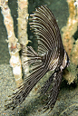 Platax batavianus -- Juvenile Humpback Bat-Fish