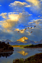 Geese, Snake River, Grand Tetons National Park, Wyoming