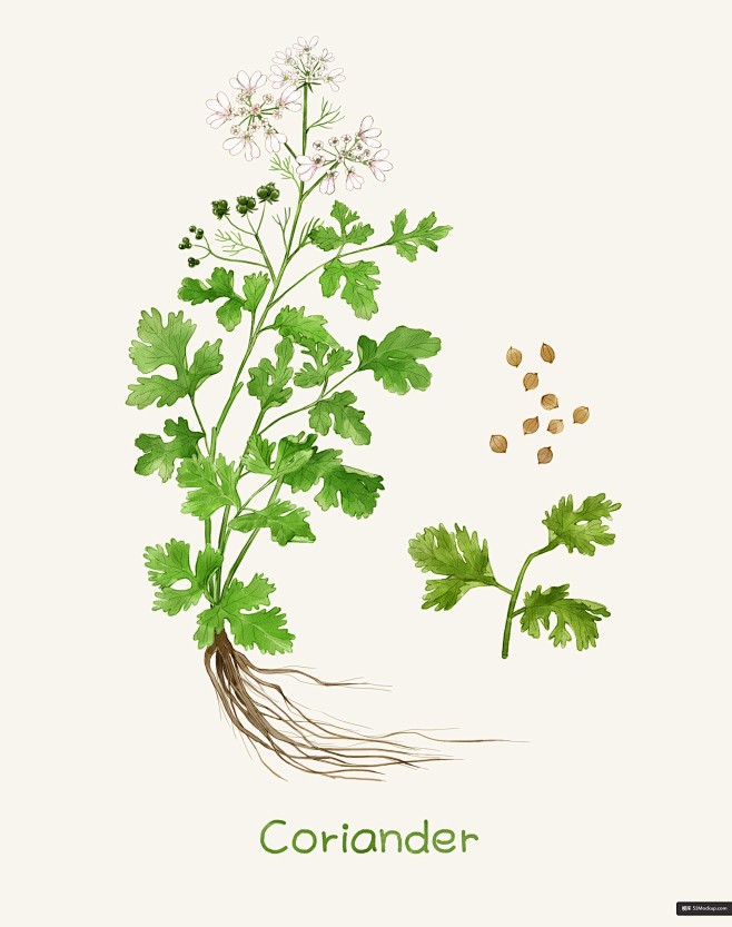 免扣植物花卉香菜淡彩水色水彩插画psd平面设计绘画插图