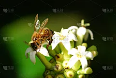 白花诺丽
