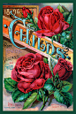 FLR_0008c_300x450