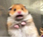 震惊仓鼠