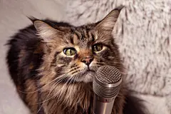 点击来源直接获取大图文件 |猫和麦克风。有趣的缅因库恩猫唱歌