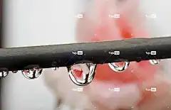 雨滴 戳 花 花卉背景 粉色的 玫瑰 折射 玫瑰花 花壁纸