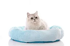 点击来源直接获取大图文件 |一只在猫床上放松的波斯龙猫