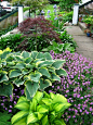 Beautiful border for filtered light, or partial shade. Hostas, Japanese maple and Geranium maculatum (I think!):