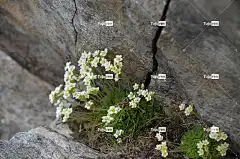 花朵 花壁纸 野花 瑞士花 裂缝 美丽的花朵 自然 花卉背景