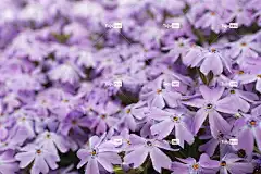 丁香 花卉背景 花朵 花园 花壁纸 盛开 紫色的花朵 花瓣 开花