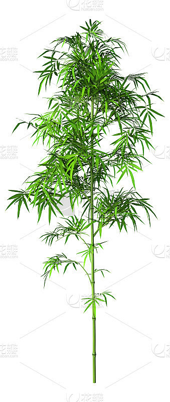 3D插图绿色竹树在白色素材-花瓣网