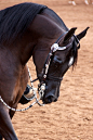 The Arabian Horse - Drinkers of the Wind : A 100% arabian horse blog :)