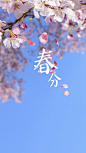 自然， 季节， 垂直， 花瓣|1080x1920 壁纸 - wallhaven.cc