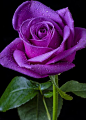 Purple Rose - by Garry Gay: 