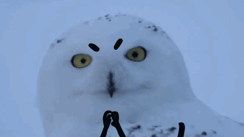 这个雪鸮沙雕表情包又更新了，笑到头掉！ ...