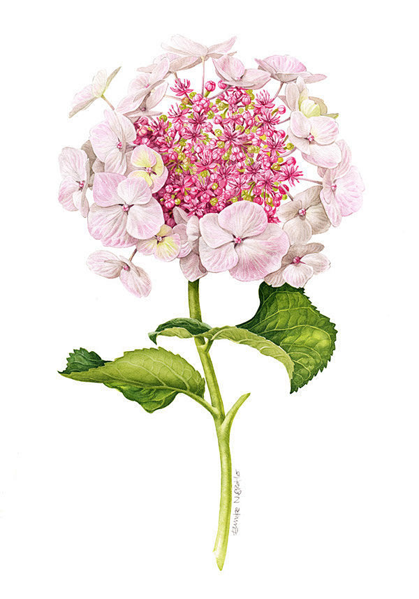印度尼西亚插画师Eunike Nugro...